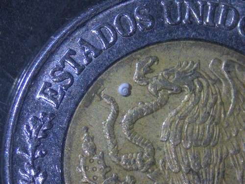 De slak, waarvan het huisje 0,7 millimeter groot is, leeft in Coahuila