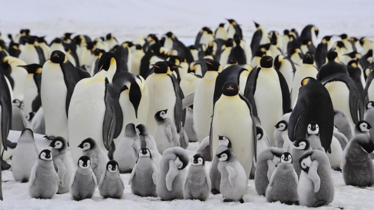 Penguin droppings could help combat climate change