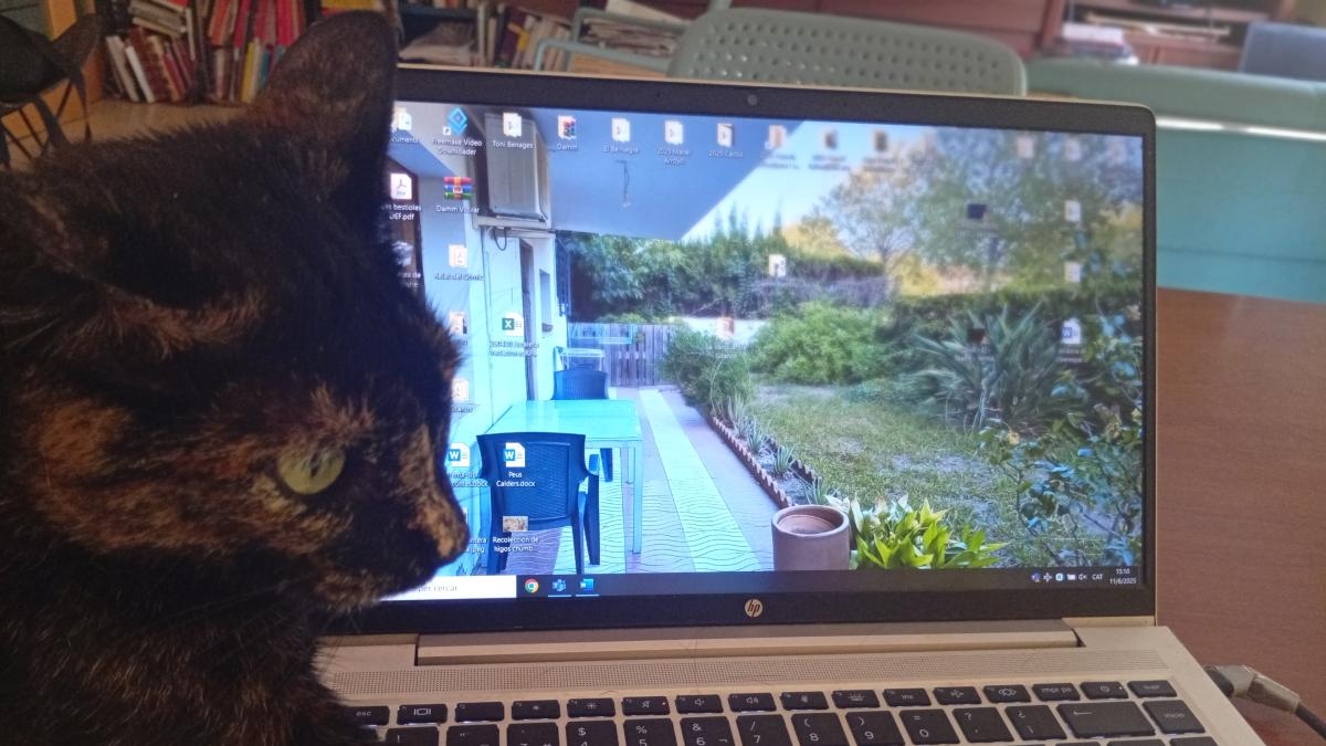 Meditações do gato Murr
