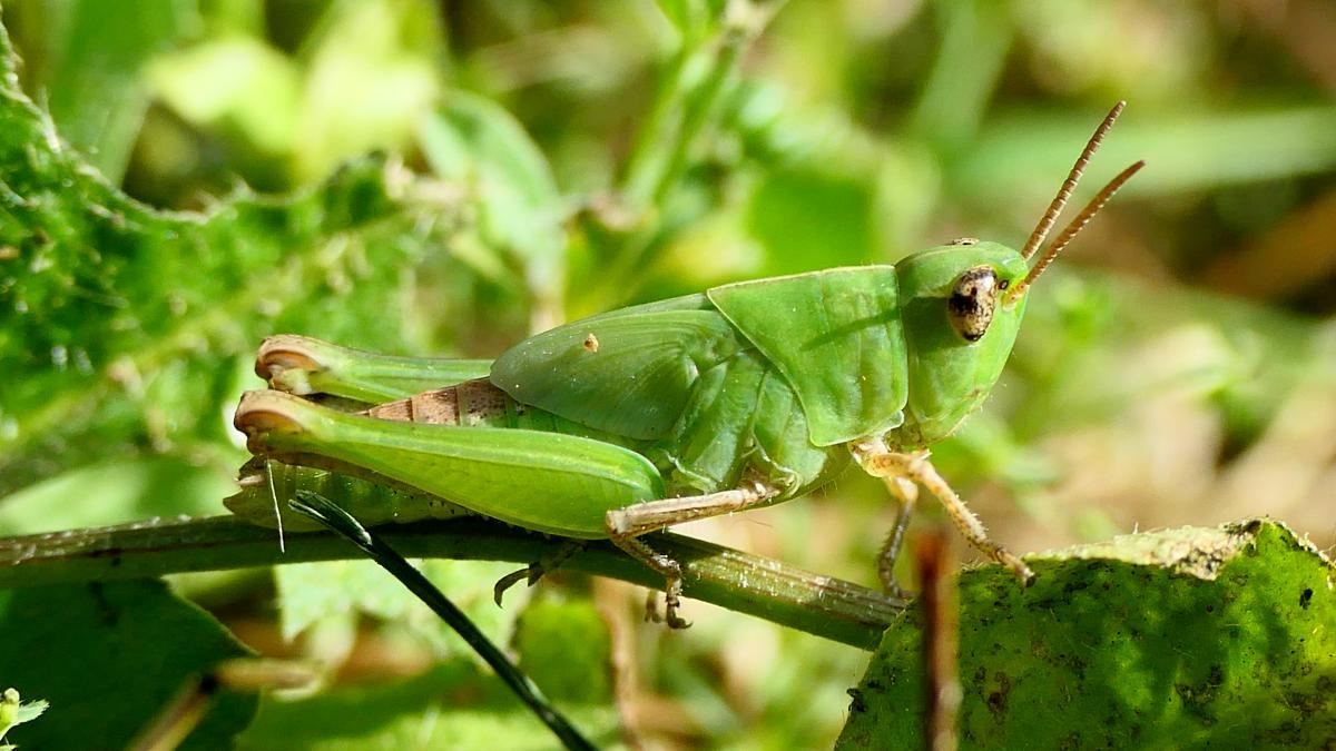 Pourquoi les ailes des insectes sont-elles si fortes ?