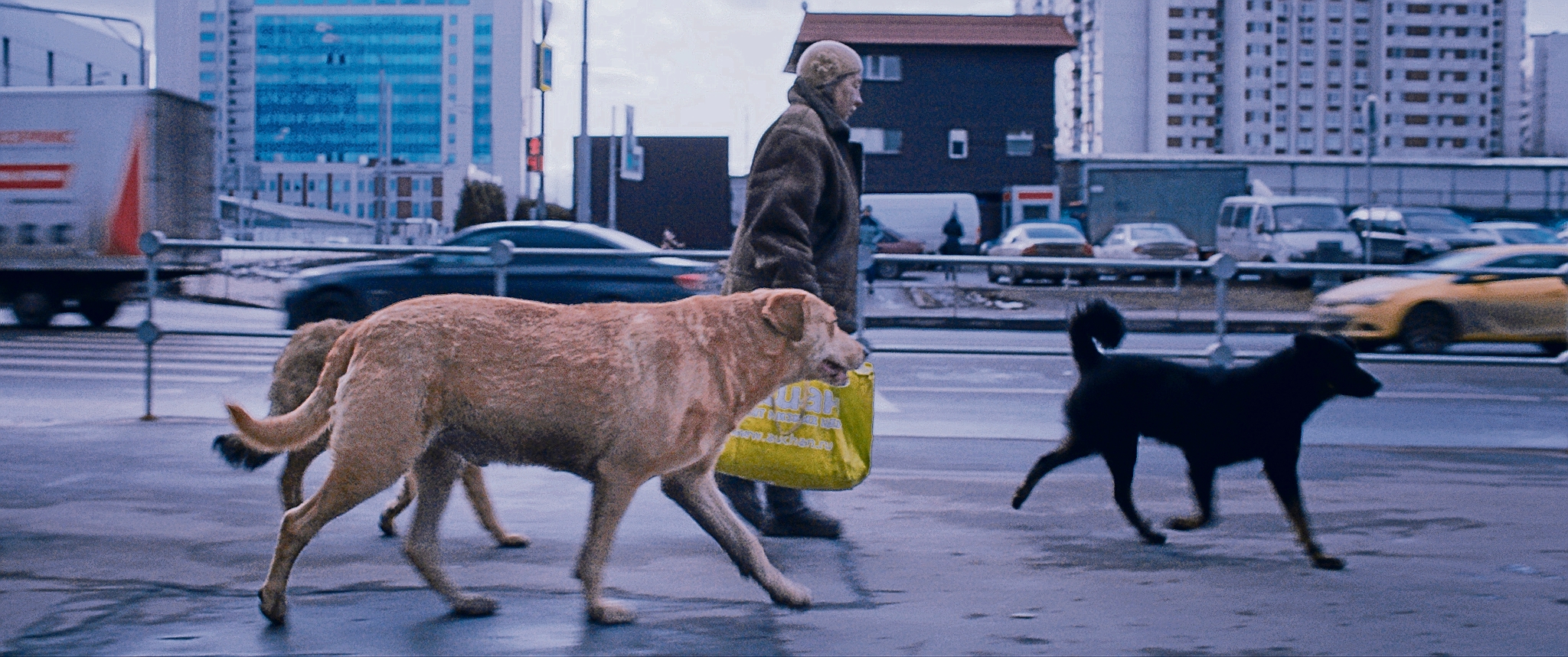 Documentaire | "Dreaming Dogs" in de bioscoop: De honden uit de Moskouse buitenwijken