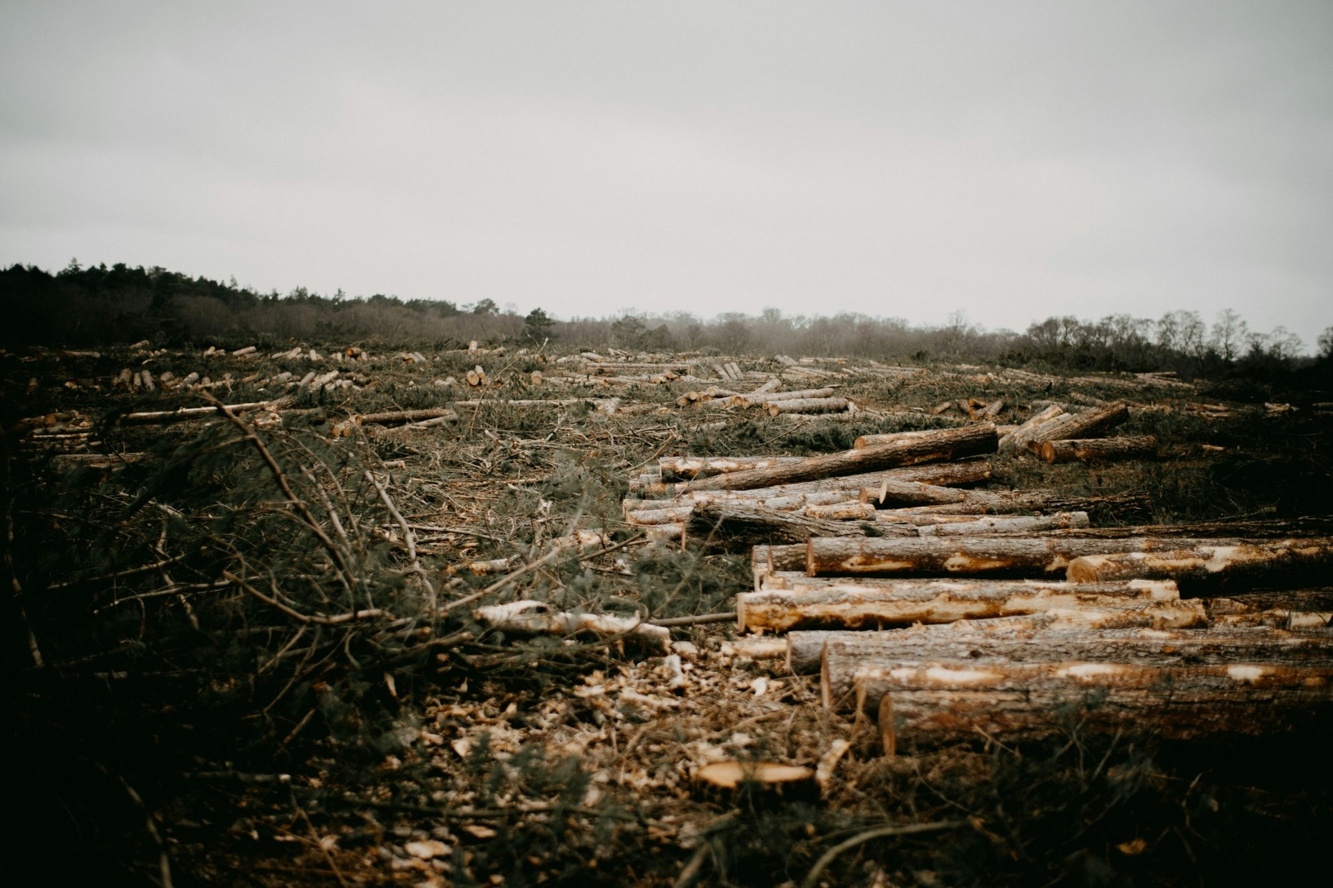 Protección contra la deforestación | Carta abierta a Merz: La regulación de la deforestación amenaza la tala rasa