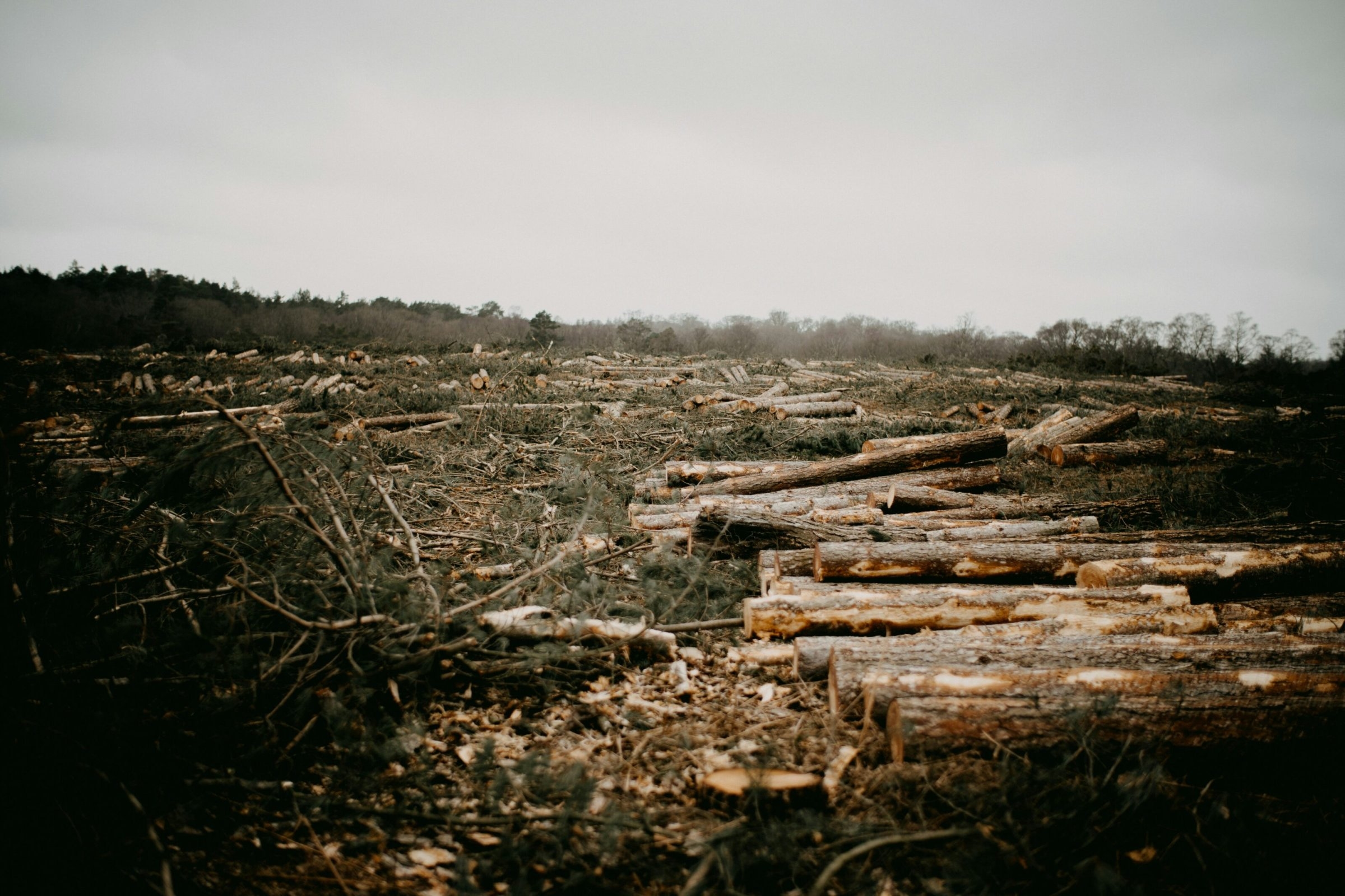 Protección contra la deforestación | Carta abierta a Merz: La regulación de la deforestación amenaza la tala rasa