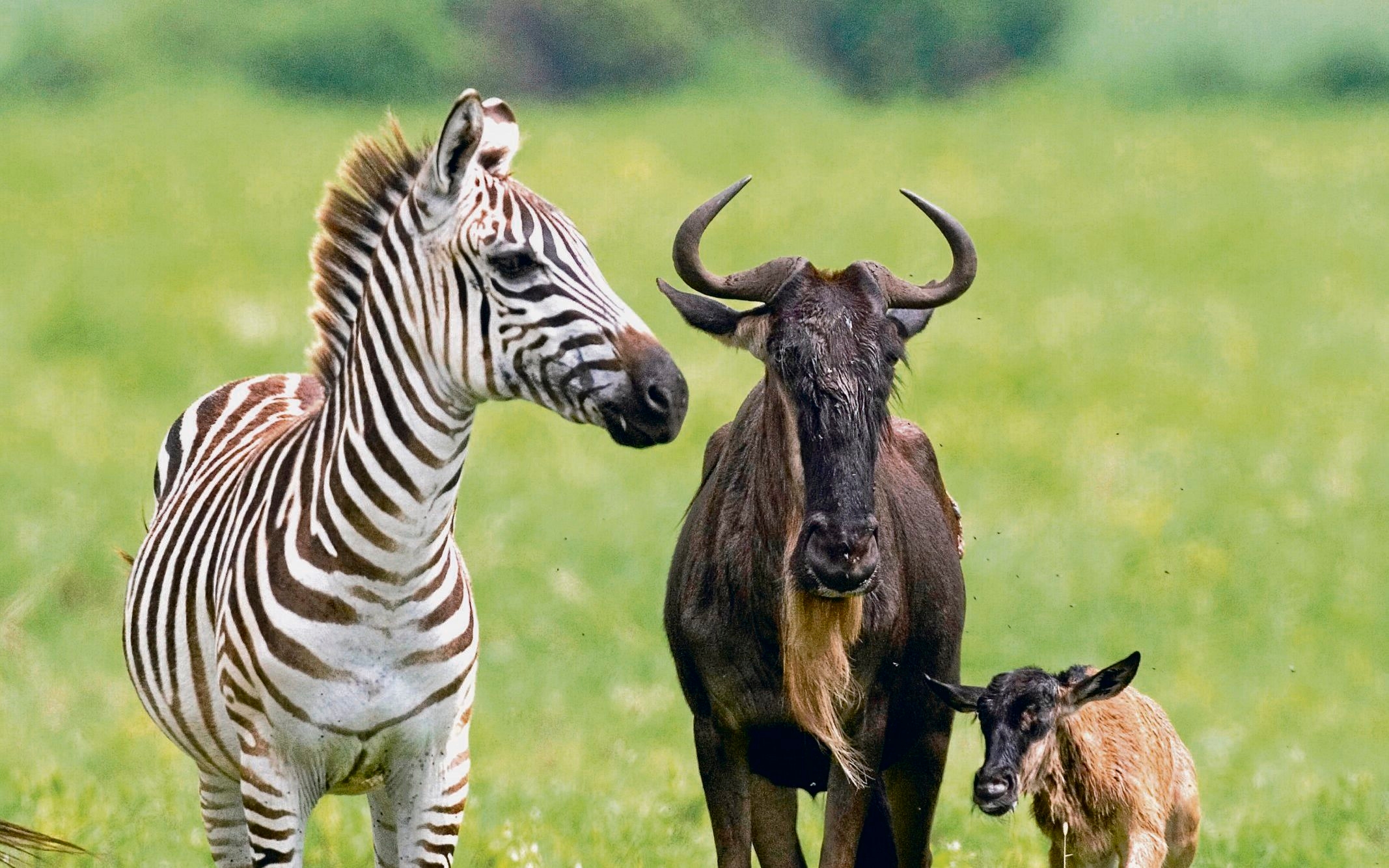 Vídeos de Animais e Petfluencers | Educação Cardíaca - Irmão Urso
