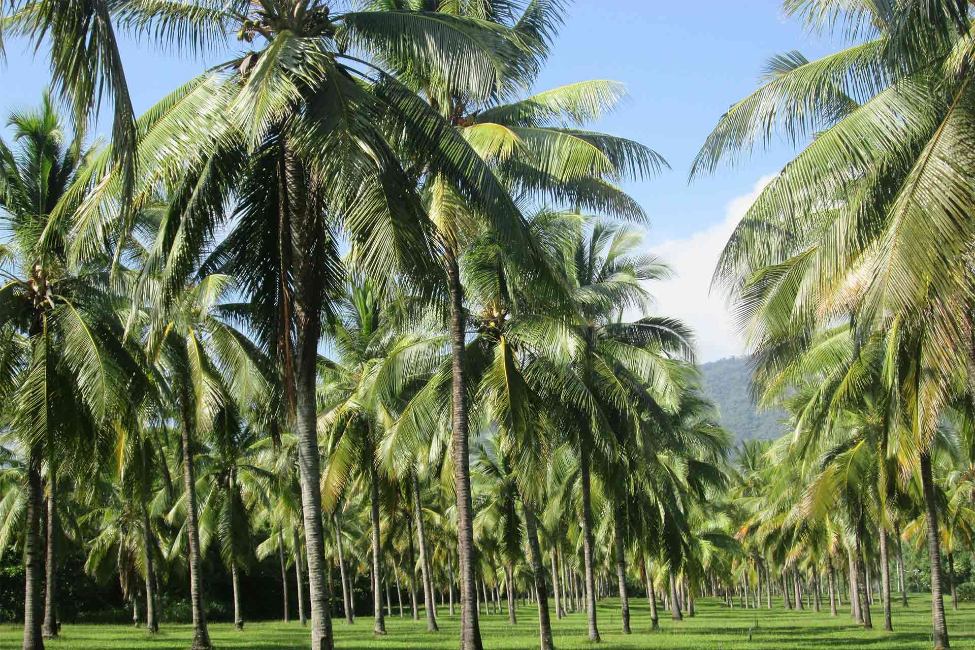 The Perfect 4 Days In Port Douglas Itinerary (2025 Guide)
