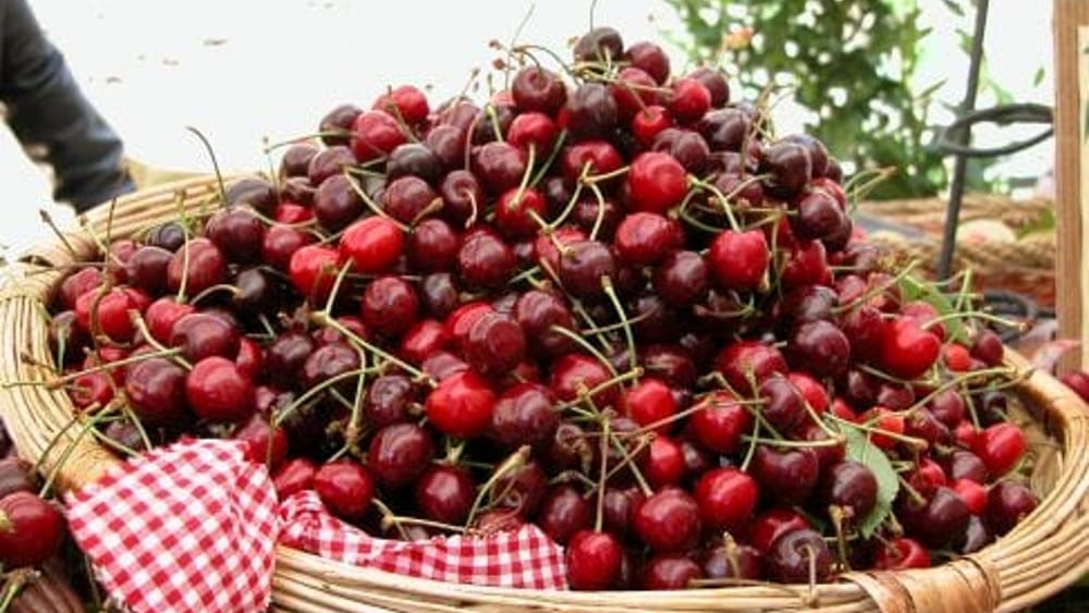 Cherries, a chiaroscuro season in the Padua area: data from Cia Padova