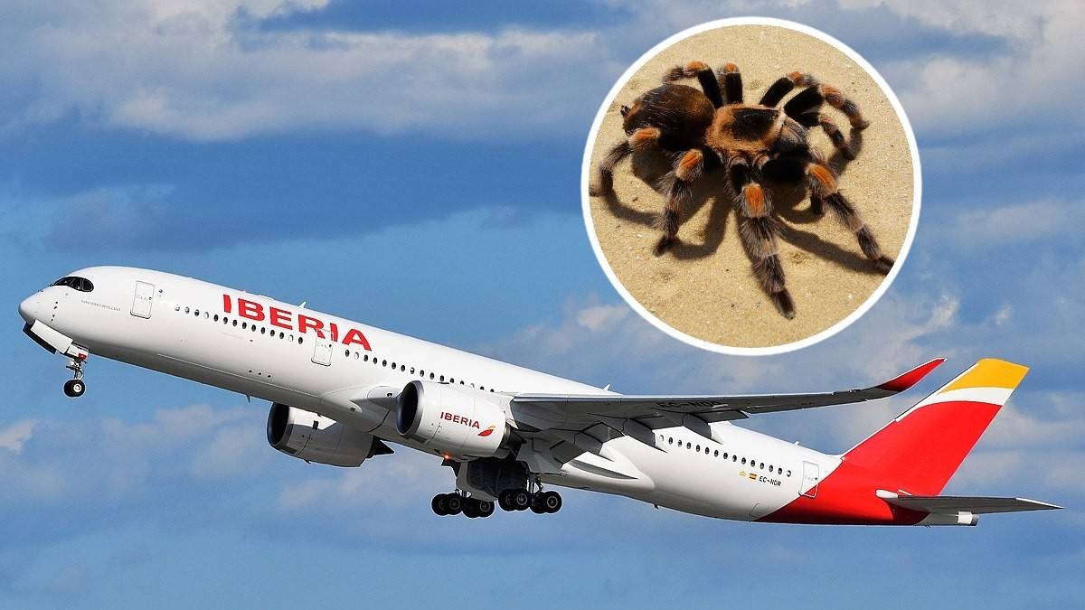 Une araignée venimeuse a mordu le pilote. Moments de terreur à bord de l'avion