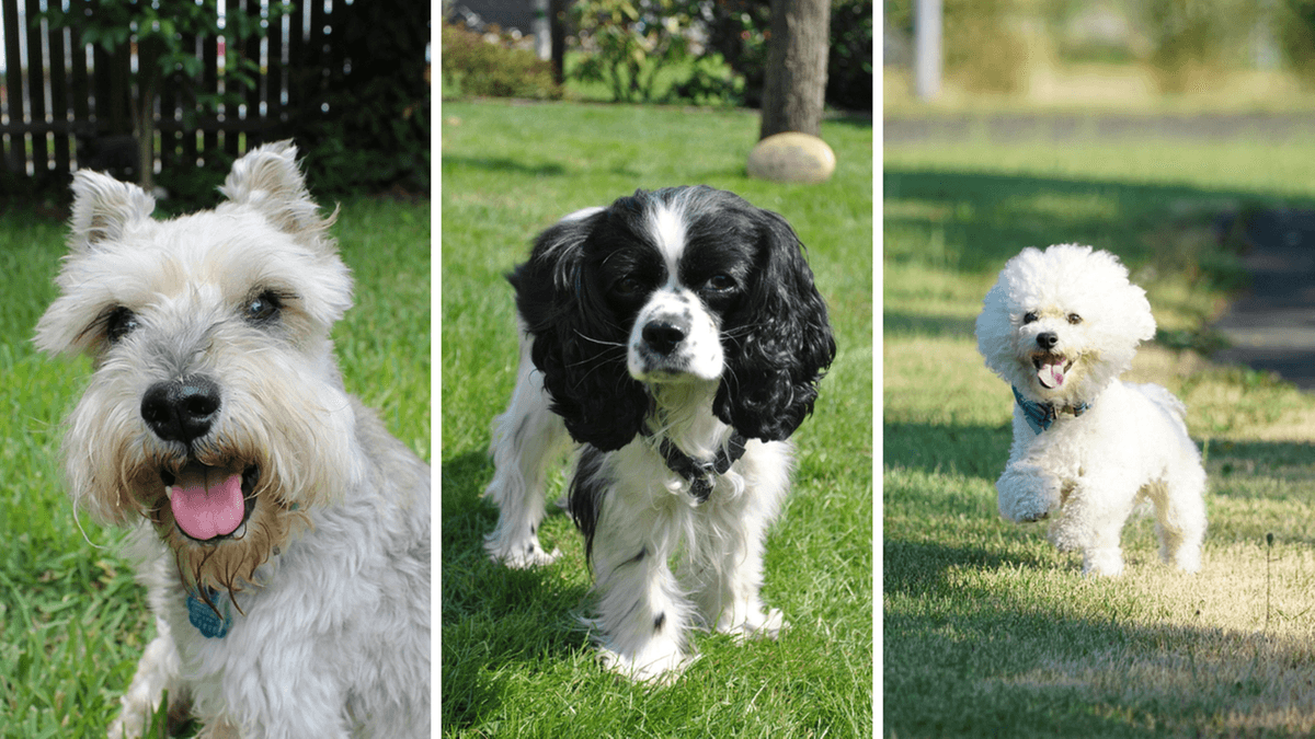 Deze honden zijn goud waard. De beste rassen voor senioren die een echte vriend willen.