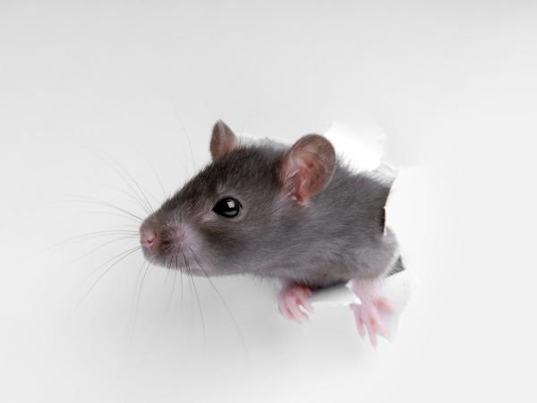 Sono in pochi a saperlo, ma è importante: quale rumore spaventa i topi?