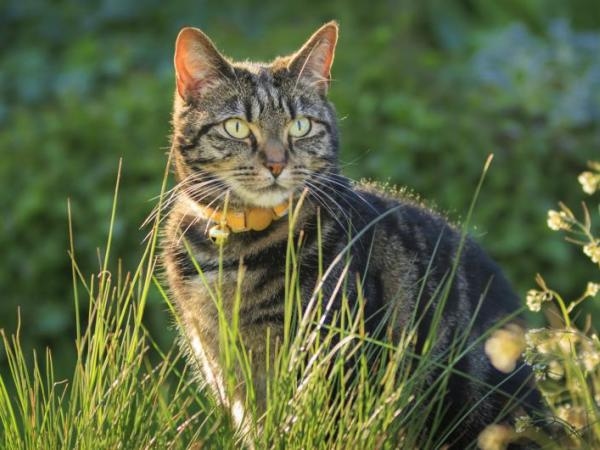Avere un gatto sano: ecco come questi felini aiutano ad alleviare stress e tristezza
