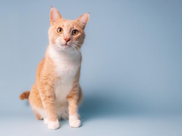 Scientists solve the mystery of orange cats