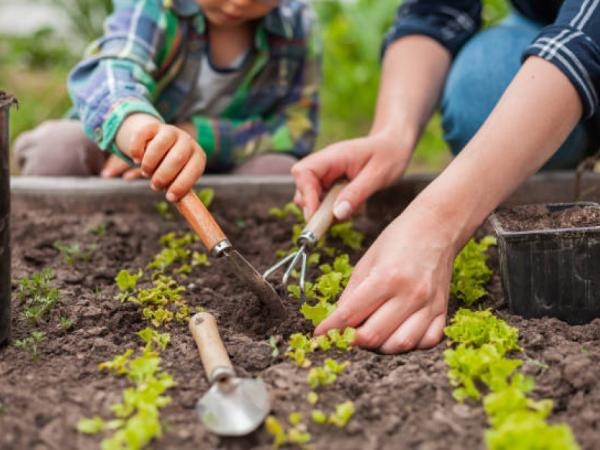 For beginners: What can I plant that grows fast?