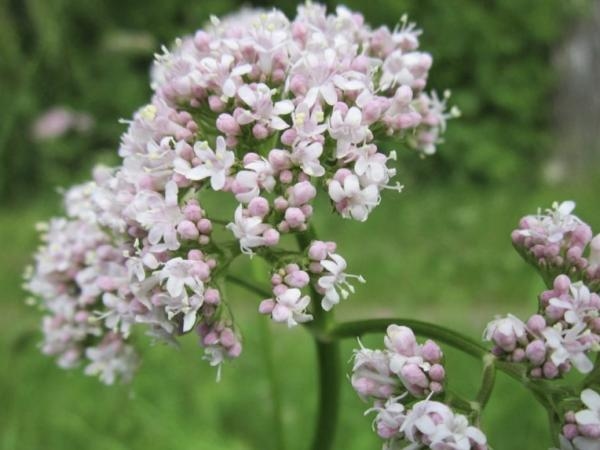 Ansiedad y hierbas aromáticas: ¿son realmente buenas para el estrés?
