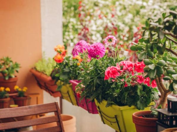 Keep in mind: these plants bloom all year round even if you put them in pots.