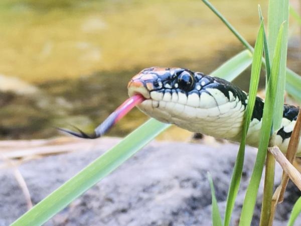 Beachten Sie: 7 Gerüche, die Schlangen „hassen“ und die sie von überall fernhalten