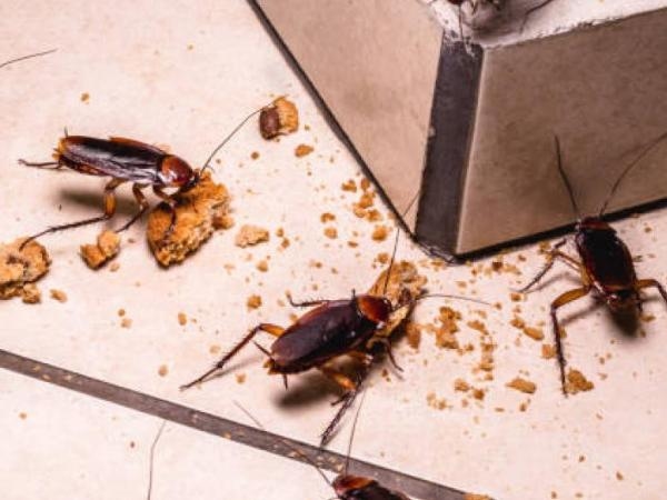 Scare them away from your home: What smell do cockroaches hate?