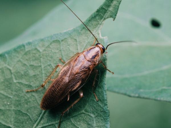Por que há baratas no seu jardim? É assim que você pode proteger suas plantas