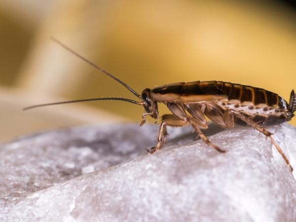 Are there cockroaches in your home? This could be the strangest reason.