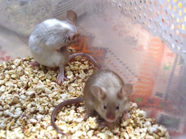 Halten Sie sie von Ihrem Zuhause fern: Welchen Geruch hassen Ratten?