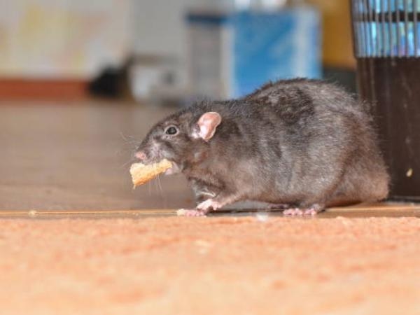 Ze falen niet: 5 zelfgemaakte (en onfeilbare) gifstoffen voor ratten en muizen