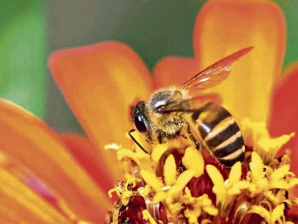 Why wouldn't we survive on Earth without bees? Here's why they're so important.