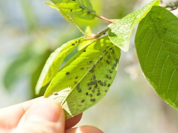 3 Plants You Might Not Know Attract Insects to Your Home and Garden