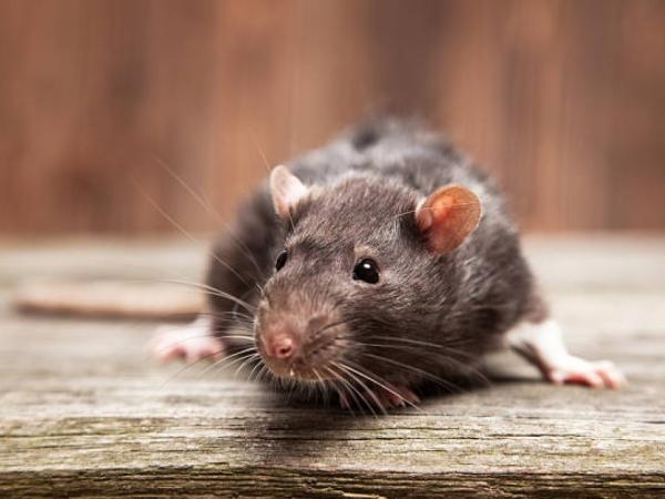 L'ingrediente più noto che hai in casa ed è un veleno per topi "efficace"
