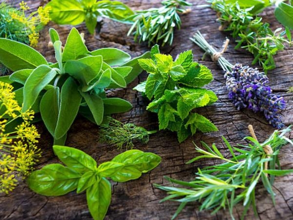 Estas son las 3 plantas que son como insecticida: ahuyentan insectos de su casa