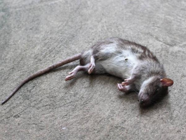 This is the 'best bait' for rat and mouse traps: it's foolproof