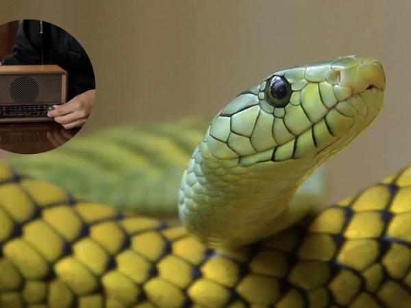 Y a-t-il des sons que les serpents « détestent » ? De cette façon, vous pouvez les effrayer pour toujours.