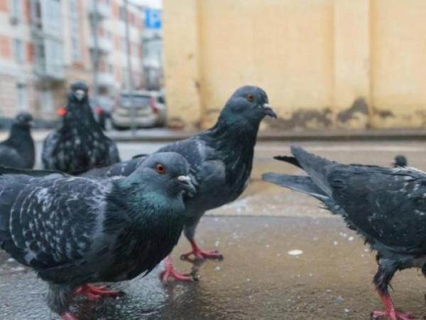 Taubenplage im Garten? Die fünf Gerüche, die sie am meisten hassen