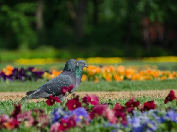 Keine Gifte oder seltsamen Gerüche: Der geniale Trick, um Tauben von Ihren Bäumen zu vertreiben