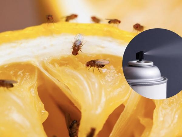 Sie sind lästig, aber es gibt eine Lösung: 6 Möglichkeiten, Fruchtfliegen loszuwerden.