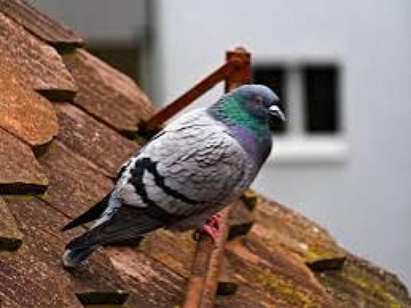 Eles vão embora imediatamente: as 5 plantas que vão manter qualquer pombo longe da sua janela