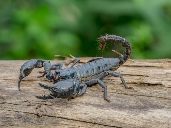 Scare them away: these are the 3 ideal plants to keep scorpions away from your home.