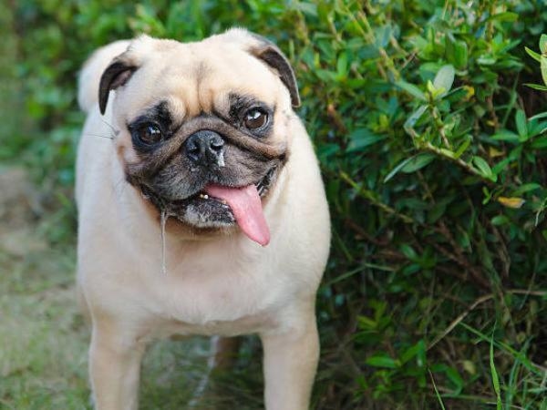 Esses 4 cheiros que os cães odeiam e que você pode usar para assustá-los (ou protegê-los)