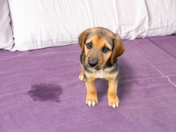 Rápido e barato: 5 receitas para tirar o cheiro de urina de cachorro da sua casa.