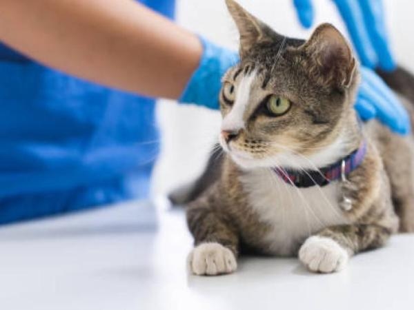 Prenez note : voici les 7 choses que les chats détestent et que vous ne saviez probablement pas