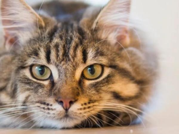Was bedeutet es psychologisch für einen Menschen, Katzen zu mögen?