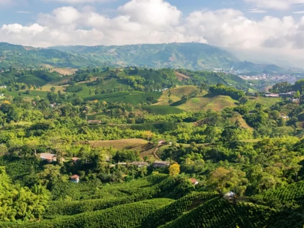 AI Diz: Os 3 Lugares com o Melhor Café da Colômbia