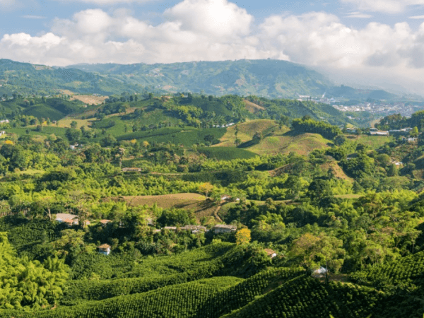 AI Diz: Os 3 Lugares com o Melhor Café da Colômbia