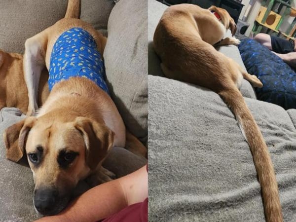 Questo cane sta suscitando polemiche per via della sua coda: si dice che sia la più lunga del pianeta.