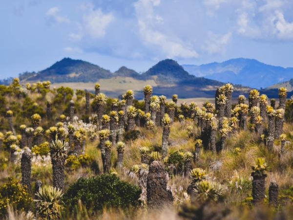 Mit 5.000 Einwohnern hebt UN Tourism diese unglaubliche Naturlandschaft Kolumbiens hervor.