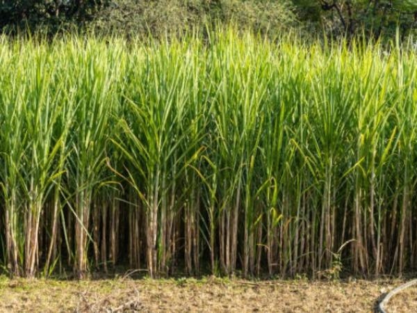 Producenci cukru w ​​Valle del Cauca odrzucili komentarze Irene Vélez na temat branży.
