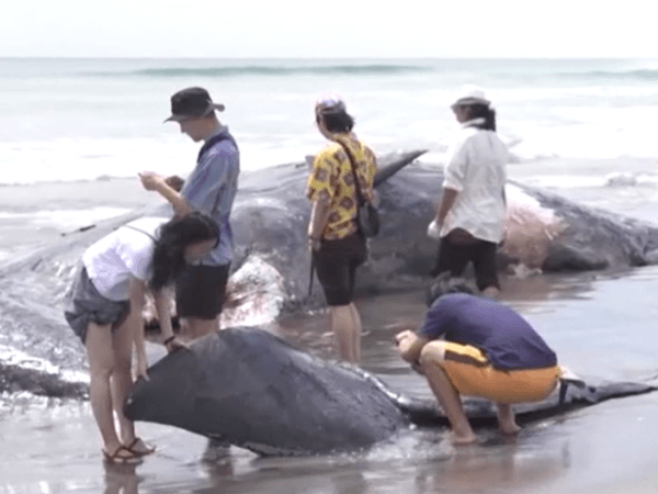 Scoperta straziante in Giappone: i corpi di quattro balene ritrovati su una spiaggia