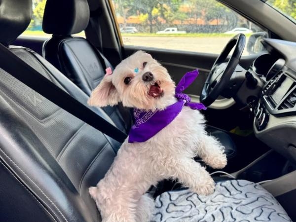 Cabify uruchamia w Bogocie nową kategorię podróży przyjazną zwierzętom. Jak to wygląda?
