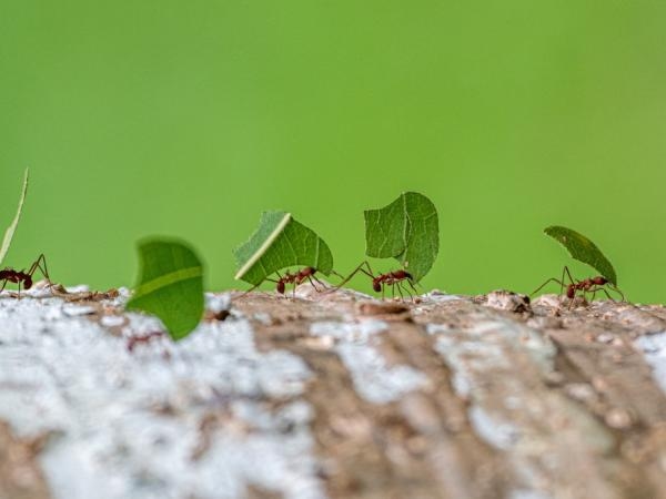 Puntos ciegos de la logística natural en miniatura: así mueven las hormigas su carga