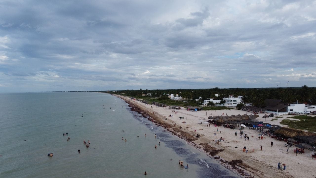 Quest'anno il sargasso raggiungerà livelli senza precedenti sulle spiagge messicane, avverte l'UNAM