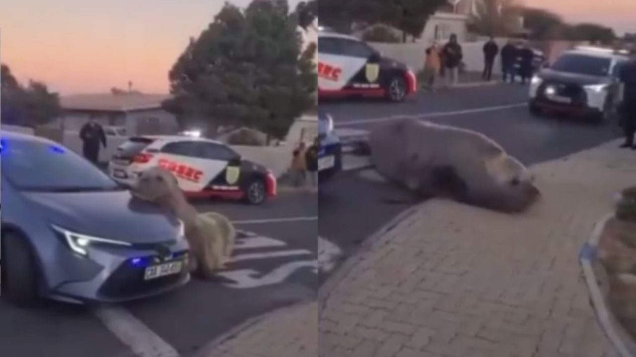 Elephant seal found wandering down a street in South Africa