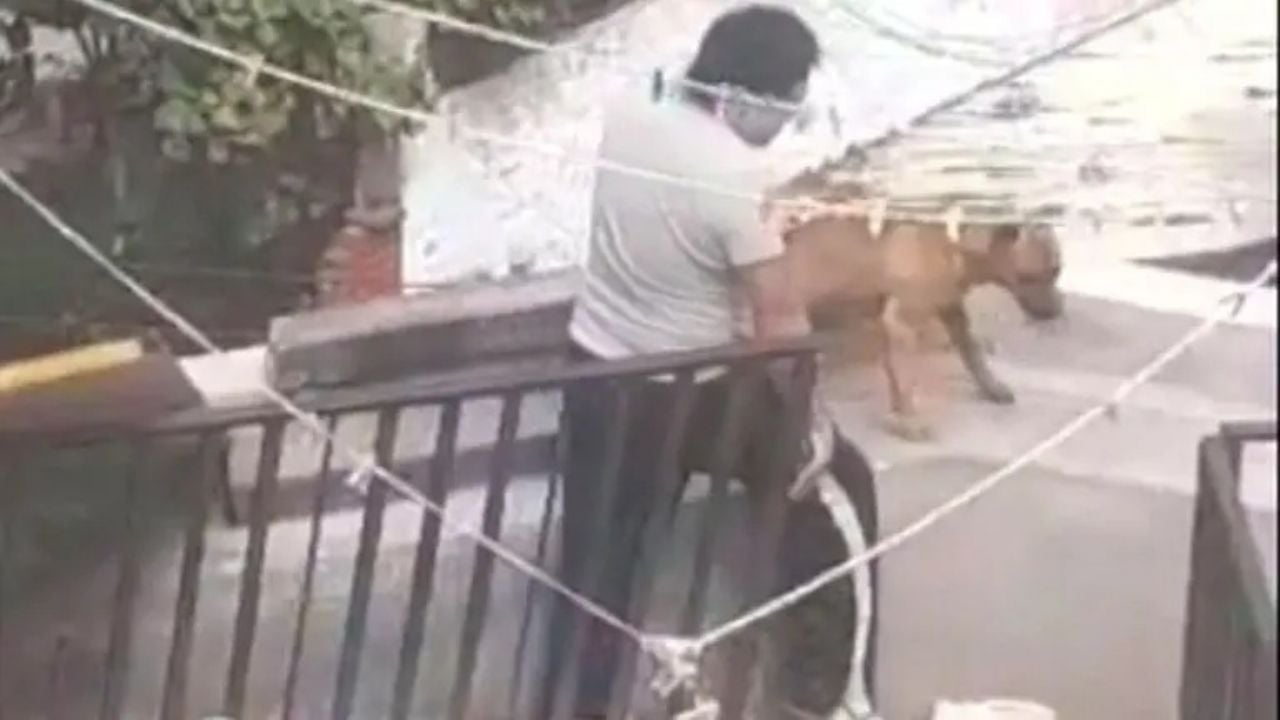 Three dogs rescued from animal abuse in the Álvaro Obregón borough (Video)